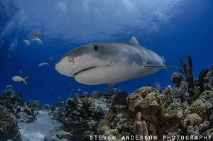 Tiger Sharks frequent the reefs off the Bahamas and stay ... by Steven Anderson 